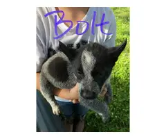 Four male blue heeler puppies available