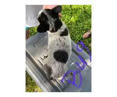 Four male blue heeler puppies available - 3