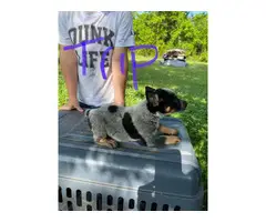 Four male blue heeler puppies available - 5