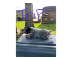 Four male blue heeler puppies available - 6