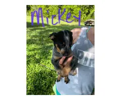 Four male blue heeler puppies available - 7
