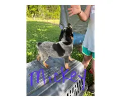 Four male blue heeler puppies available - 8