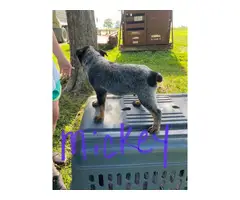 Four male blue heeler puppies available - 9