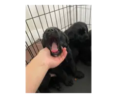 Labrador retriever puppies all black