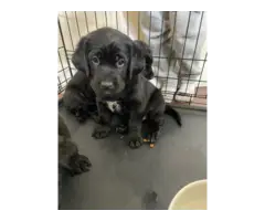 Labrador retriever puppies all black - 2