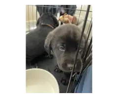 Labrador retriever puppies all black - 3