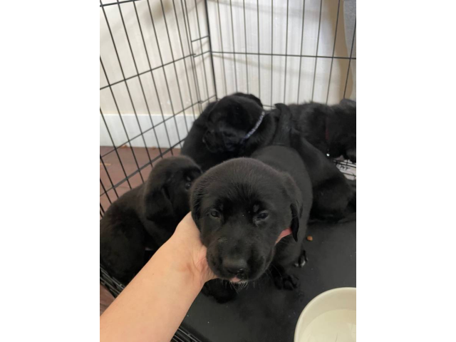 Labrador retriever puppies all black Idaho Falls Puppies