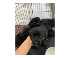 Labrador retriever puppies all black - 4