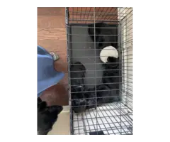 Labrador retriever puppies all black - 5
