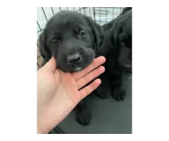 Labrador retriever puppies all black - 6
