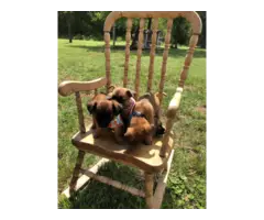 3 female 1 male Chiweenie puppies for adoption - 4