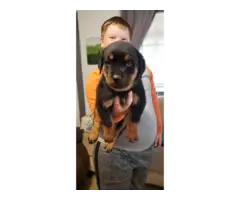 Full blooded German Rottweiler puppies for sale