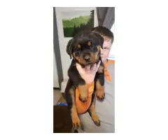 Full blooded German Rottweiler puppies for sale - 2