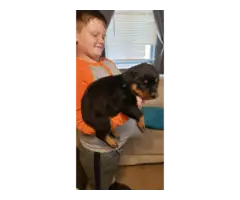 Full blooded German Rottweiler puppies for sale - 3