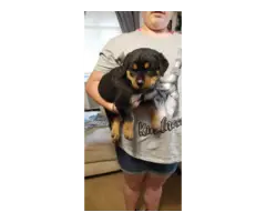 Full blooded German Rottweiler puppies for sale - 4