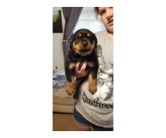 Full blooded German Rottweiler puppies for sale - 5
