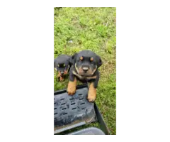 Full blooded German Rottweiler puppies for sale - 6