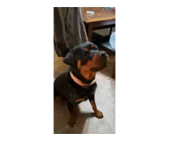 Full blooded German Rottweiler puppies for sale - 7