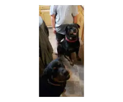 Full blooded German Rottweiler puppies for sale - 8