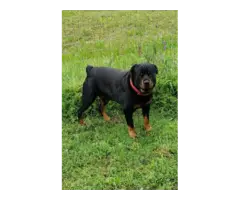 Full blooded German Rottweiler puppies for sale - 9