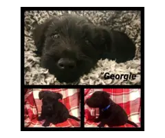 3 AKC Scottish Terrier puppies for sale - 3