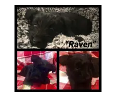 3 AKC Scottish Terrier puppies for sale - 4