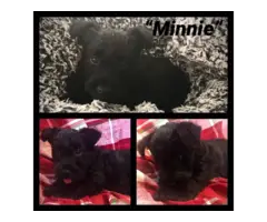 3 AKC Scottish Terrier puppies for sale - 5