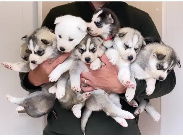 adorable husky puppies