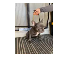 AKC Blue Male French Bulldog Puppy for Sale - 5