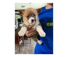 Pembroke Welsh Corgi puppies looking for a new home - 4