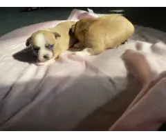 3 adorable baby apple-headed chihuahua puppies - 4