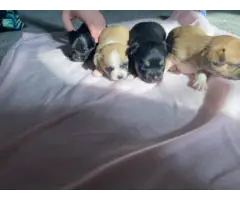3 adorable baby apple-headed chihuahua puppies - 5
