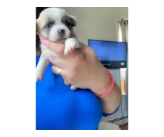 3 adorable baby apple-headed chihuahua puppies - 6