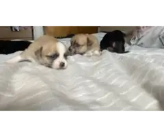 3 adorable baby apple-headed chihuahua puppies - 7