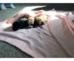 3 adorable baby apple-headed chihuahua puppies - 11