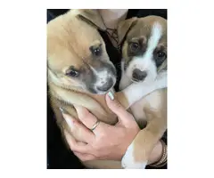 Pitsky puppies 3 boys 2 girls - 3