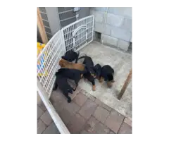 8 Rottweiler puppies needing good home - 2