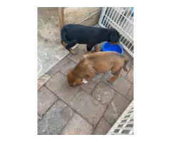 8 Rottweiler puppies needing good home - 3