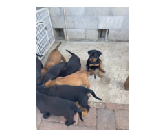 8 Rottweiler puppies needing good home