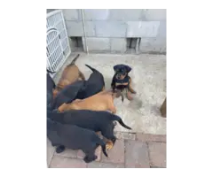 8 Rottweiler puppies needing good home - 4