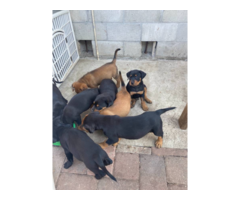 8 Rottweiler puppies needing good home