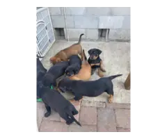 8 Rottweiler puppies needing good home - 5