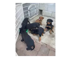 8 Rottweiler puppies needing good home - 6