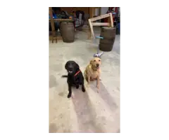 7 AKC Lab Puppies for Sale - 2