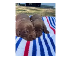7 AKC Lab Puppies for Sale - 4