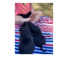7 AKC Lab Puppies for Sale - 8