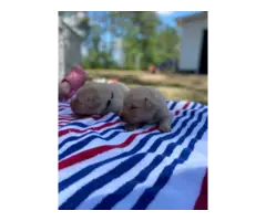 7 AKC Lab Puppies for Sale - 10