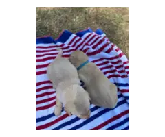 7 AKC Lab Puppies for Sale - 11