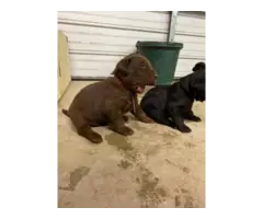 7 AKC Lab Puppies for Sale - 12