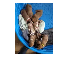 Boxer puppies 5 male and 4 female - 7